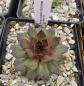 Preview: Rosenzobels Sonne