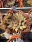 Preview: Tequila Sunrise