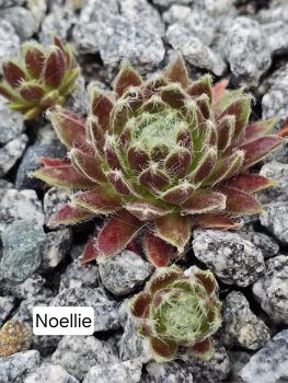Noellie
