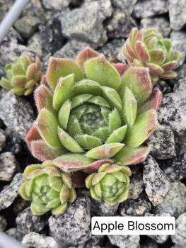 Preview: Apple Blossom