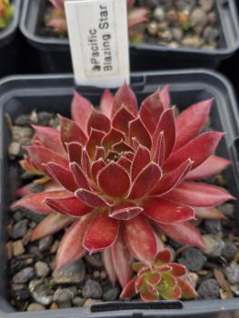 Pacific Evening Star