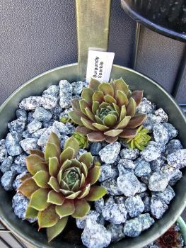 Preview: Burgundy Sparkle