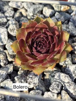 Preview: Boléro