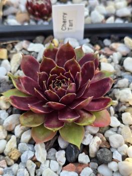 Preview: Cherry Tart