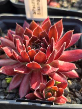 Pacific Blazing Star