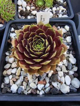 Preview: Cherry Tart