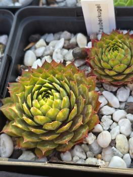 Preview: Zauberkugel