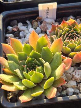 Preview: Interstellar