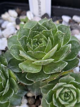 Preview: Alsterapfel