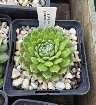 Preview: Flauschball