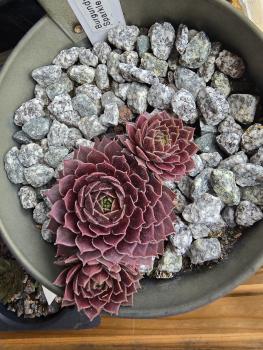 Preview: Burgundy Sparkle