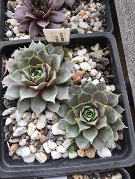 Preview: Andinn Casandra