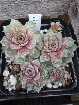 Preview: Andinn Nina