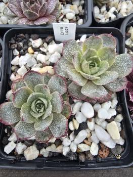 Preview: Extra Lippy