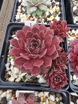 Preview: Abra-Glumanda