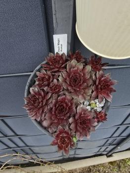 Preview: Black Magic Woman