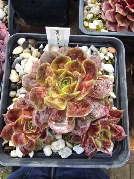 Preview: Alsterapfel