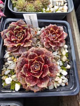 Preview: Alstergraffiti