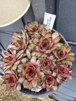 Preview: Firgrove Early Riser