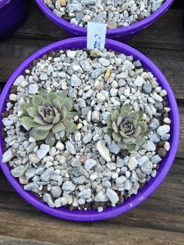 Preview: Andinn Majestic Gray