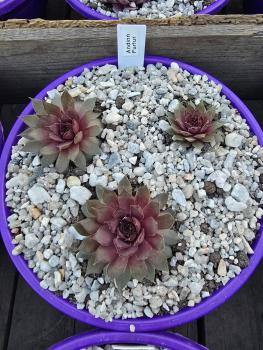 Preview: Andinn Furfur