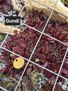 Preview: Gundi