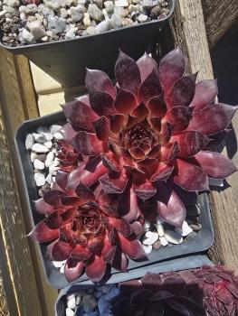 Preview: Burning Desire