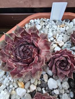 Preview: Alstertussi