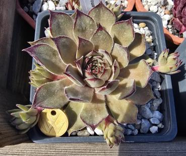 Preview: Lemonade Joe