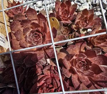 Preview: Walnut Toffee