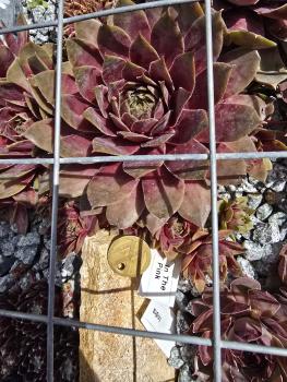 Preview: In the Pink