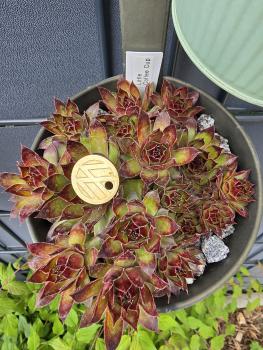 Preview: Little Coffee Cup