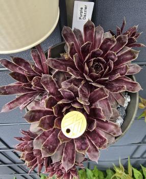 Preview: Purple Dazzler