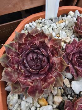 Preview: Alstertussi