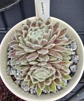 Preview: Zuckerwatte