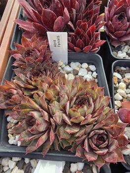 Preview: Abra-Fenixis