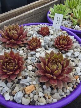 Preview: Andinn Vertigo