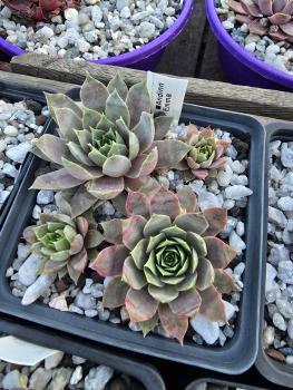 Preview: Andinn Emma