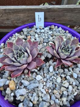 Preview: Andinn Teik