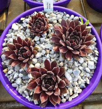 Preview: Pacific Joyce