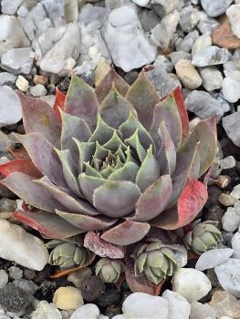 Andinn Majestic Gray