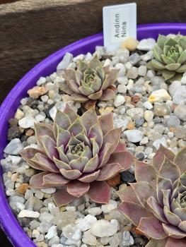 Preview: Andinn Nina