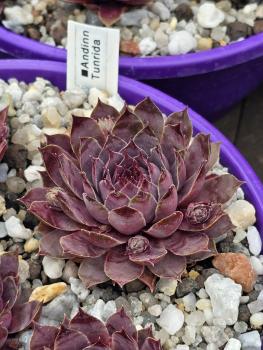 Preview: Andinn Tunrida