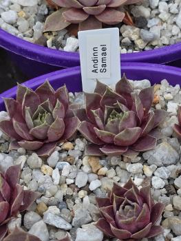 Preview: Andinn Samael