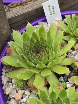 Preview: Andinn Crone