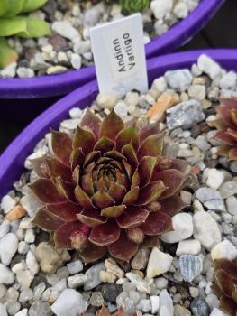 Preview: Andinn Vertigo