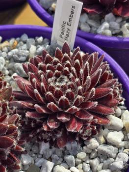 Preview: Pacific Hazy Embers