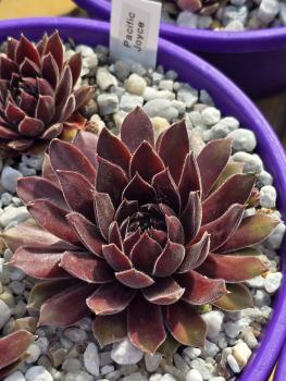 Preview: Pacific Joyce