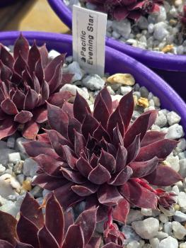 Preview: Pacific Evening Star