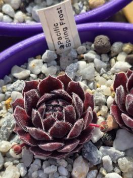 Pacific Spring Frost